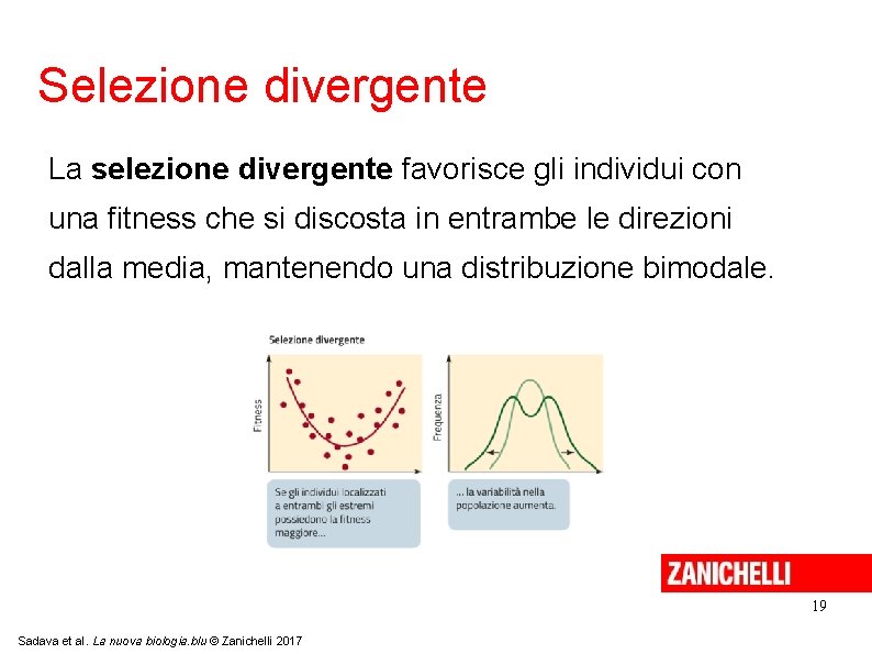 Selezione divergente La selezione divergente favorisce gli individui con una fitness che si discosta Selezione divergente La selezione divergente favorisce gli individui con una fitness che si discosta