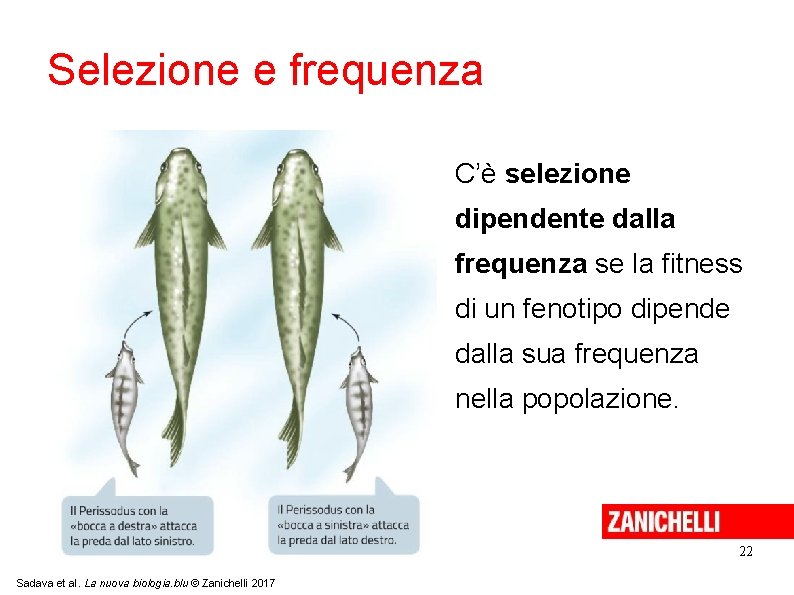 Selezione e frequenza C’è selezione dipendente dalla frequenza se la fitness di un fenotipo Selezione e frequenza C’è selezione dipendente dalla frequenza se la fitness di un fenotipo
