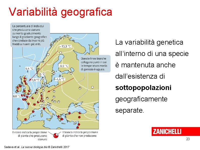 Variabilità geografica La variabilità genetica all’interno di una specie è mantenuta anche dall’esistenza di Variabilità geografica La variabilità genetica all’interno di una specie è mantenuta anche dall’esistenza di