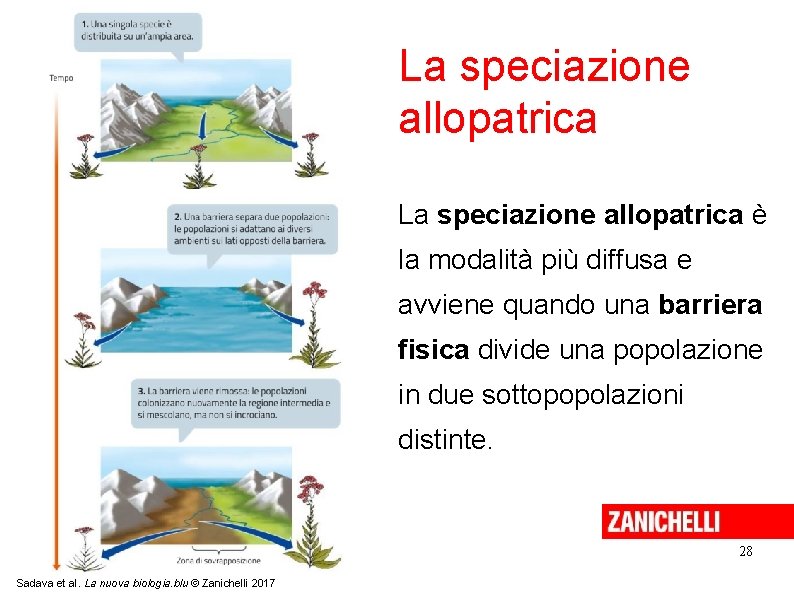La speciazione allopatrica è la modalità più diffusa e avviene quando una barriera fisica La speciazione allopatrica è la modalità più diffusa e avviene quando una barriera fisica