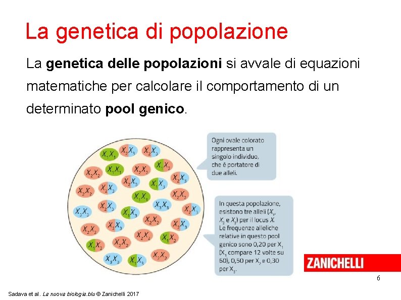 La genetica di popolazione La genetica delle popolazioni si avvale di equazioni matematiche per La genetica di popolazione La genetica delle popolazioni si avvale di equazioni matematiche per