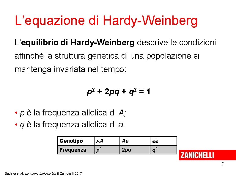 L’equazione di Hardy-Weinberg L’equilibrio di Hardy-Weinberg descrive le condizioni affinché la struttura genetica di L’equazione di Hardy-Weinberg L’equilibrio di Hardy-Weinberg descrive le condizioni affinché la struttura genetica di
