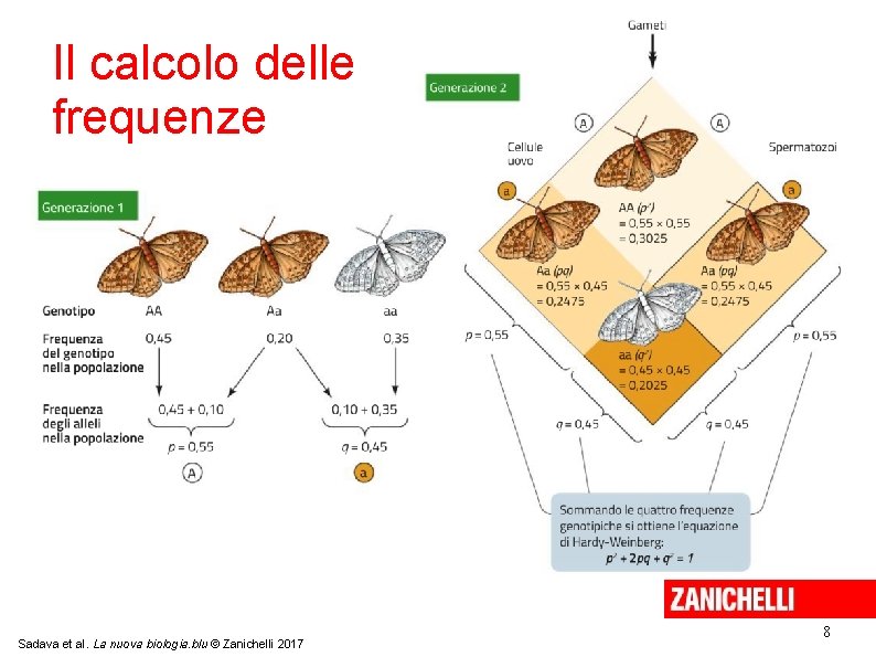 Il calcolo delle frequenze Sadava et al. La nuova biologia. blu © Zanichelli 2017 Il calcolo delle frequenze Sadava et al. La nuova biologia. blu © Zanichelli 2017