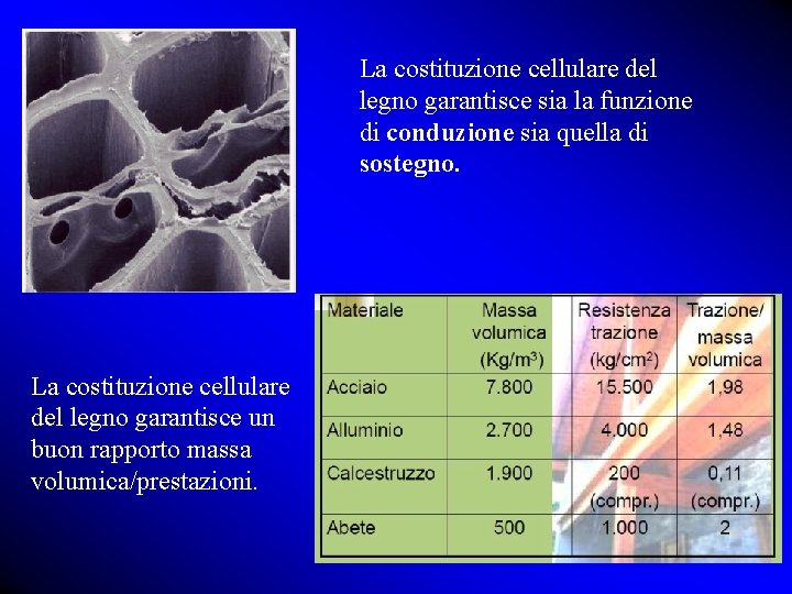 La costituzione cellulare del legno garantisce sia la funzione di conduzione sia quella di