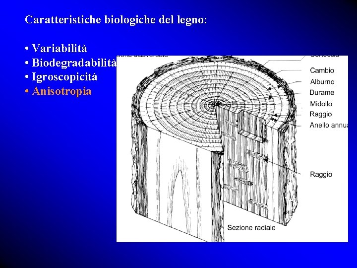 Caratteristiche biologiche del legno: • Variabilità • Biodegradabilità • Igroscopicità • Anisotropia 