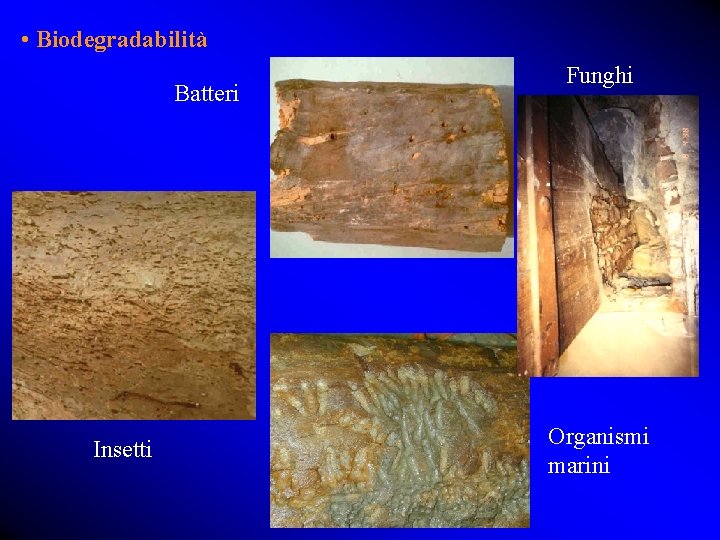  • Biodegradabilità Batteri Insetti Funghi Organismi marini 