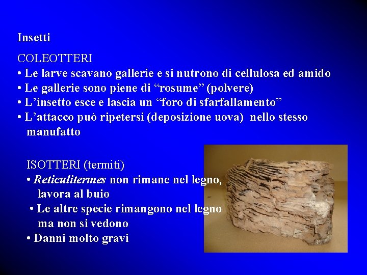 Insetti COLEOTTERI • Le larve scavano gallerie e si nutrono di cellulosa ed amido