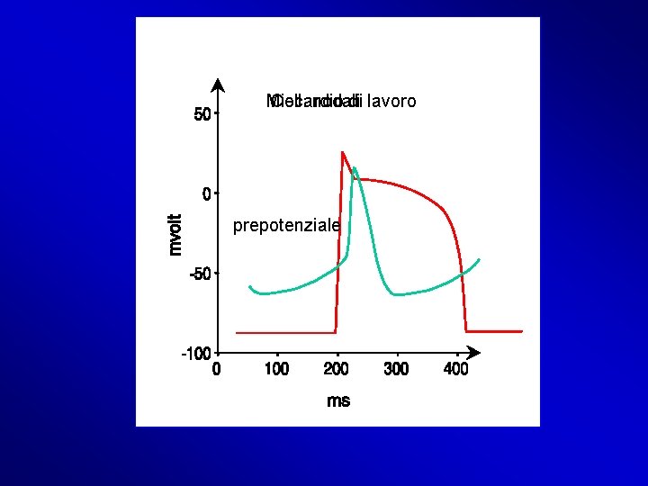 Miocardio Cell. nodali di lavoro prepotenziale Miocardio Cell. nodali di lavoro prepotenziale