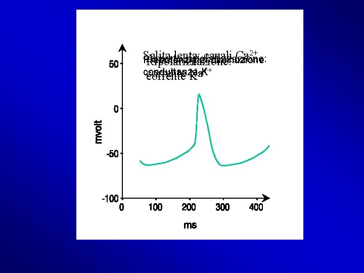 2+ Salita lenta: canali Ca Arresto ripolarizzazione: Prepotenziale: diminuzione Ripolarizzazione: ++ conduttanza K + 2+ Salita lenta: canali Ca Arresto ripolarizzazione: Prepotenziale: diminuzione Ripolarizzazione: ++ conduttanza K +