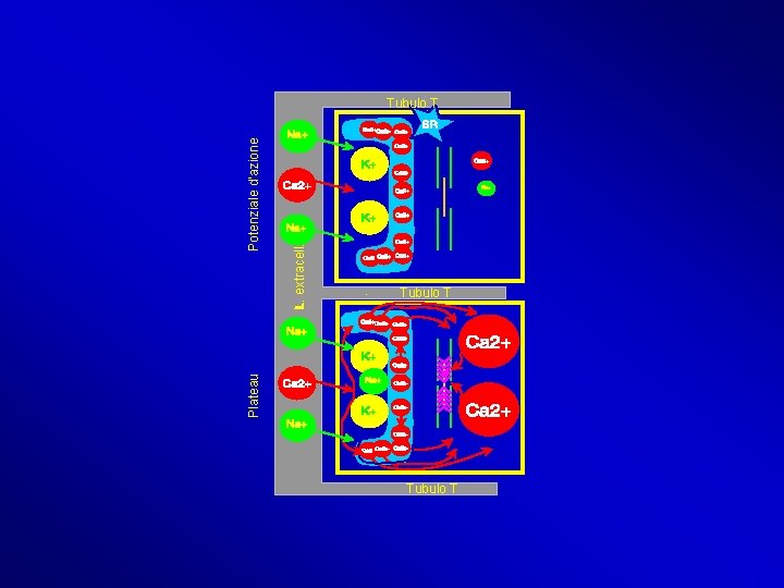 Plateau L. extracell. Potenziale d’azione Tubulo T Plateau L. extracell. Potenziale d’azione Tubulo T