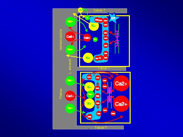 Plateau L. extracell. ripolarizzazione Tubulo T Plateau L. extracell. ripolarizzazione Tubulo T