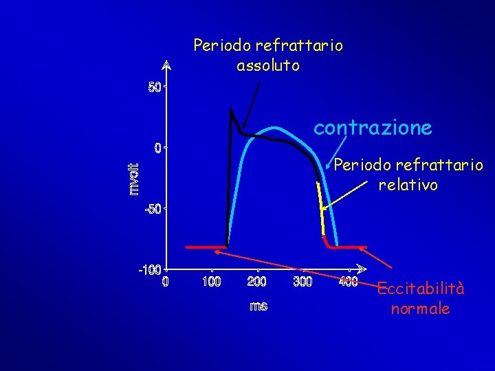 Periodo refrattario assoluto contrazione Periodo refrattario relativo Eccitabilità normale Periodo refrattario assoluto contrazione Periodo refrattario relativo Eccitabilità normale