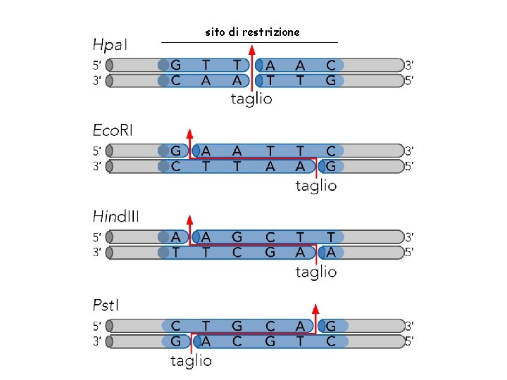 sito di restrizione Lewin, IL GENE VIII, Zanichelli editore S. p. A. Copyright ©