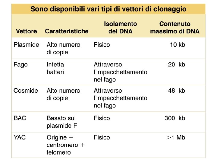 Lewin, IL GENE VIII, Zanichelli editore S. p. A. Copyright © 2006 