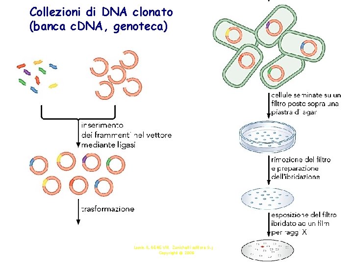 Collezioni di DNA clonato (banca c. DNA, genoteca) Lewin, IL GENE VIII, Zanichelli editore