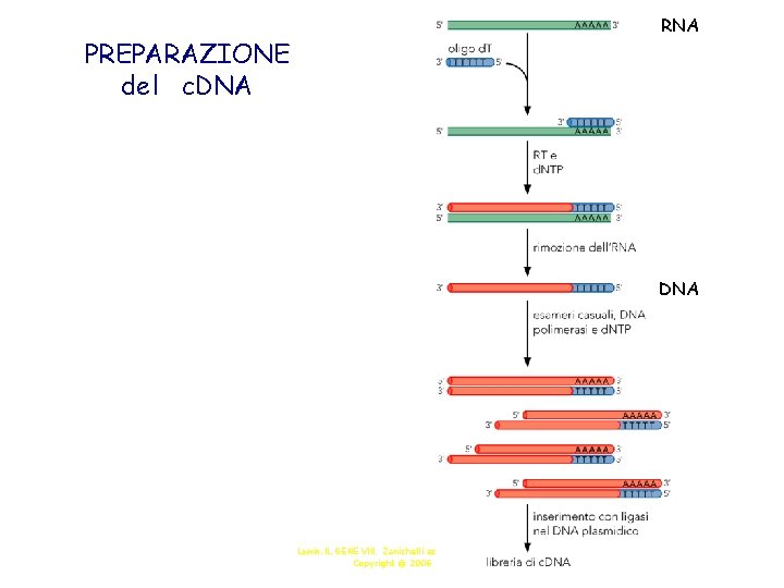 RNA PREPARAZIONE del c. DNA Lewin, IL GENE VIII, Zanichelli editore S. p. A.