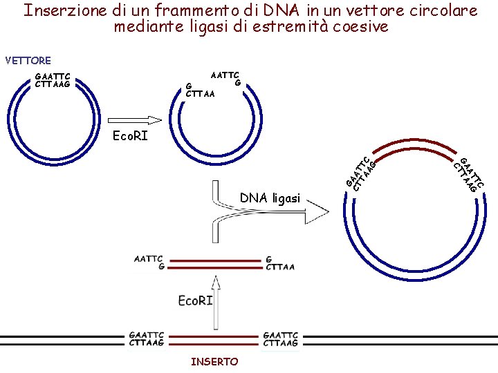 Inserzione di un frammento di DNA in un vettore circolare mediante ligasi di estremità