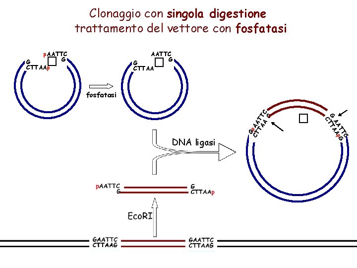 Clonaggio con singola digestione trattamento del vettore con fosfatasi p. AATTC G G CTTAAp