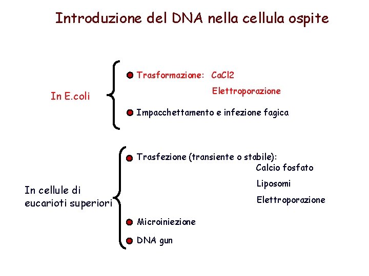 Introduzione del DNA nella cellula ospite Trasformazione: Ca. Cl 2 Elettroporazione In E. coli