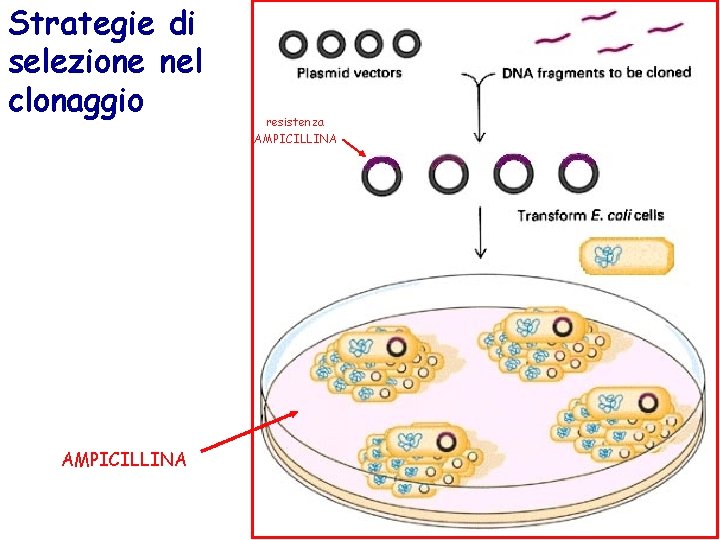 Strategie di selezione nel clonaggio AMPICILLINA resistenza AMPICILLINA 