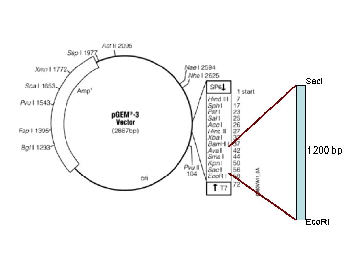 Sac. I 1200 bp Eco. RI 
