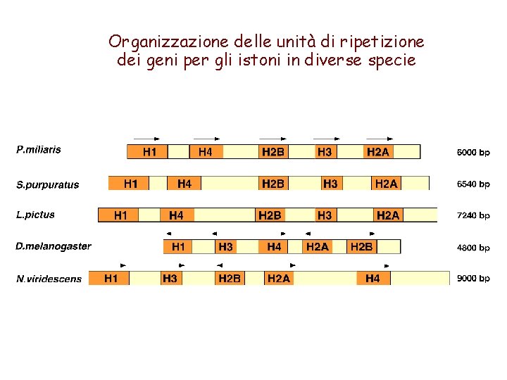 Organizzazione delle unità di ripetizione dei geni per gli istoni in diverse specie 