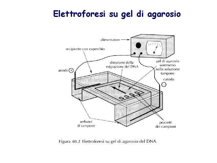 Elettroforesi su gel di agarosio 