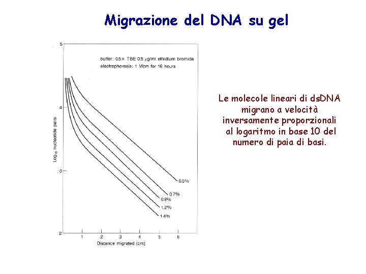 Migrazione del DNA su gel Le molecole lineari di ds. DNA migrano a velocità