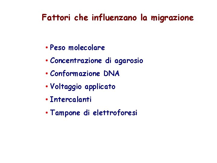 Fattori che influenzano la migrazione • Peso molecolare • Concentrazione di agarosio • Conformazione