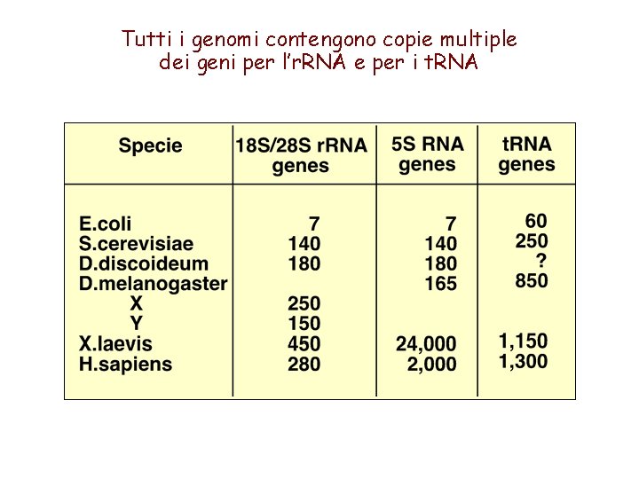 Tutti i genomi contengono copie multiple dei geni per l’r. RNA e per i