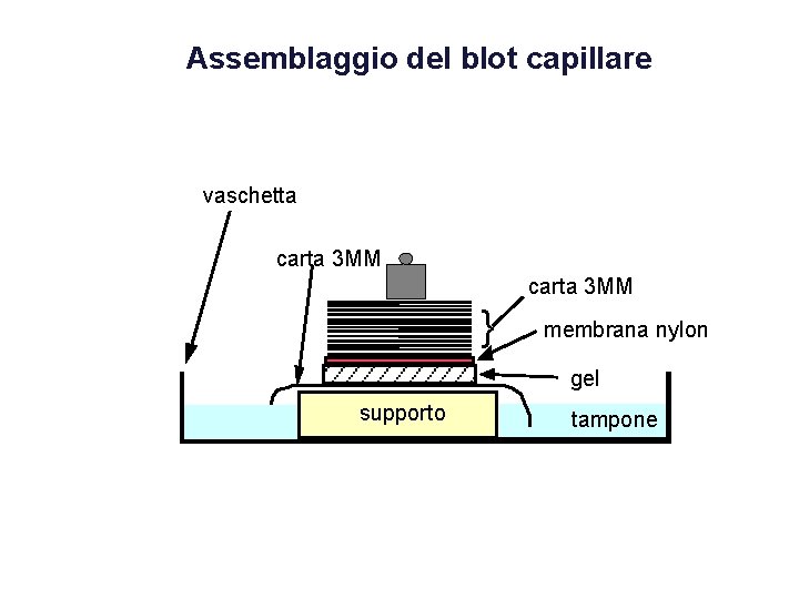 Assemblaggio del blot capillare vaschetta carta 3 MM } membrana nylon gel supporto tampone