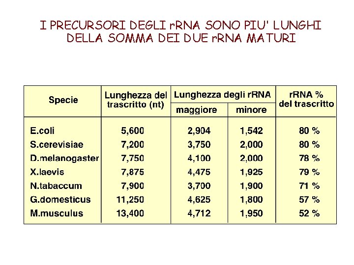 I PRECURSORI DEGLI r. RNA SONO PIU' LUNGHI DELLA SOMMA DEI DUE r. RNA