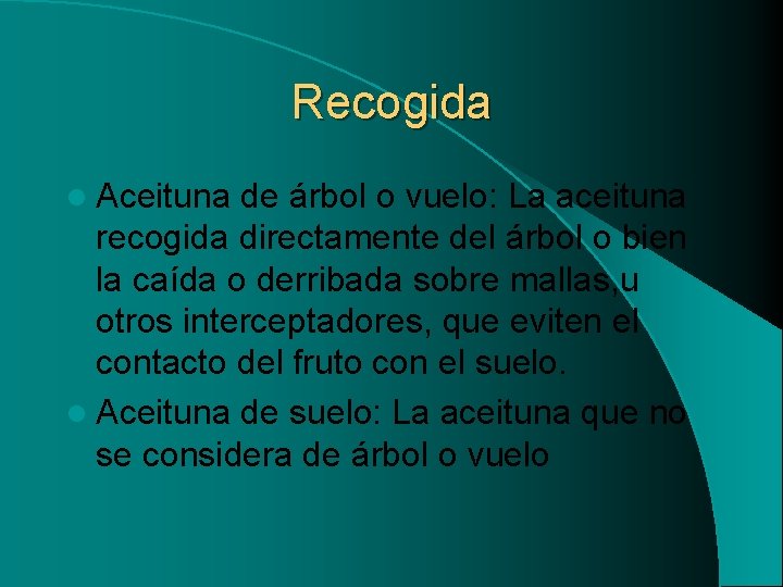 Recogida l Aceituna de árbol o vuelo: La aceituna recogida directamente del árbol o