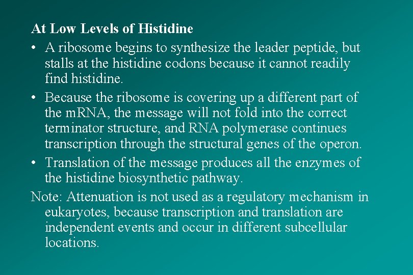 At Low Levels of Histidine • A ribosome begins to synthesize the leader peptide,