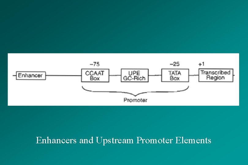 Enhancers and Upstream Promoter Elements 