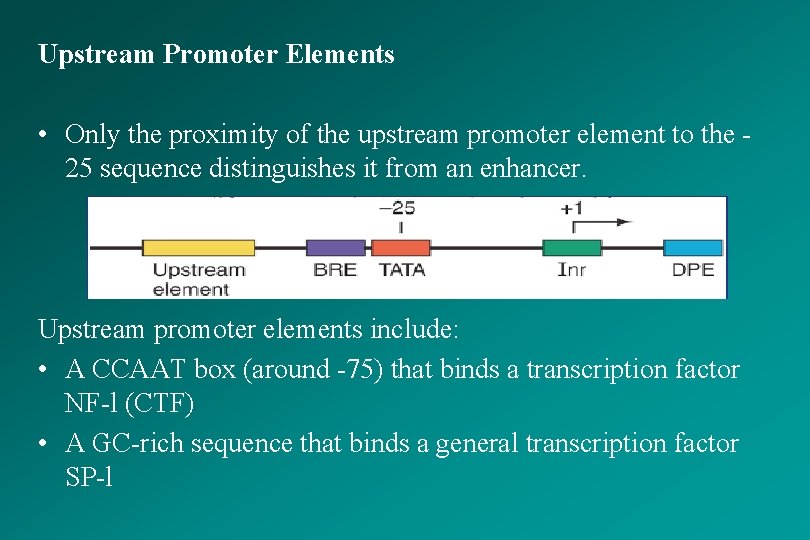 Upstream Promoter Elements • Only the proximity of the upstream promoter element to the