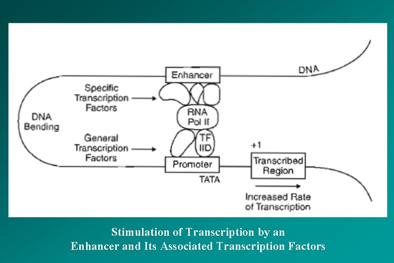 Stimulation of Transcription by an Enhancer and Its Associated Transcription Factors 