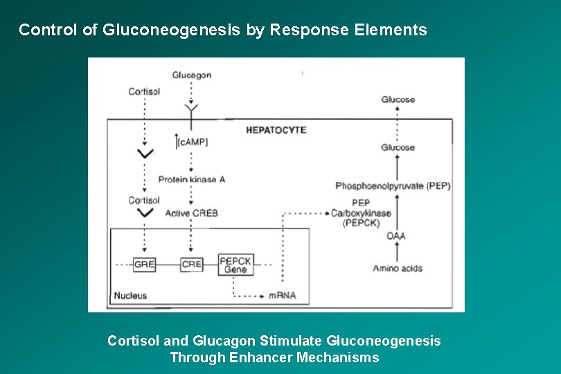 Control of Gluconeogenesis by Response Elements Cortisol and Glucagon Stimulate Gluconeogenesis Through Enhancer Mechanisms