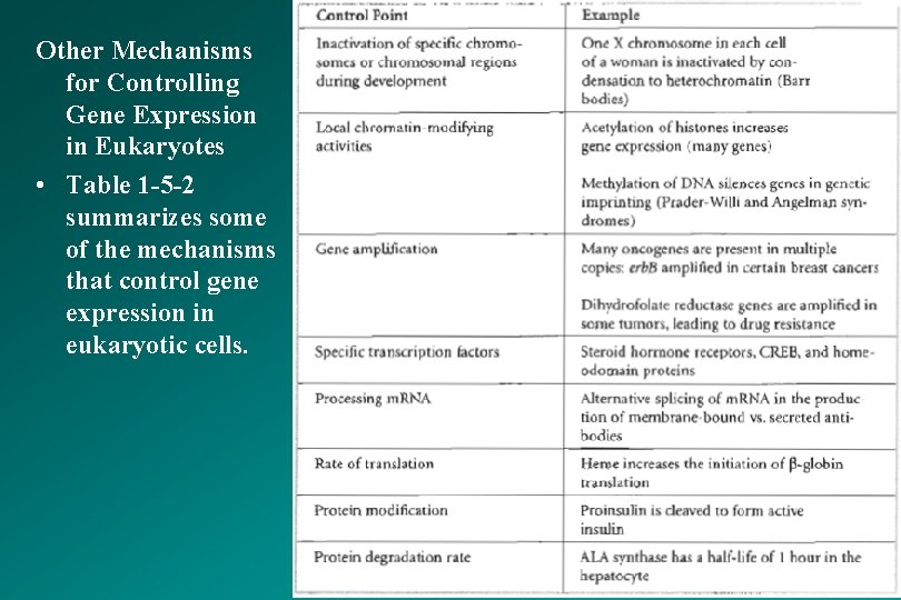 Other Mechanisms for Controlling Gene Expression in Eukaryotes • Table 1 -5 -2 summarizes