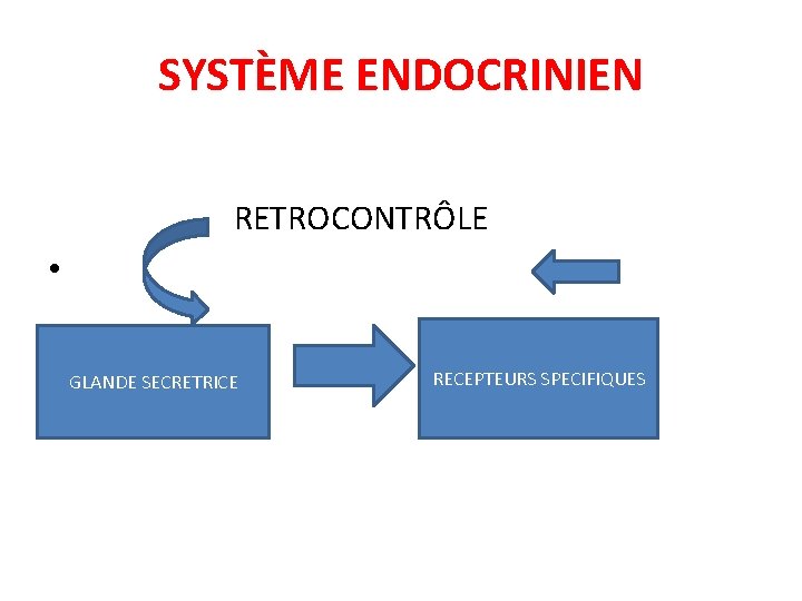 SYSTÈME ENDOCRINIEN RETROCONTRÔLE • GLANDE SECRETRICE RECEPTEURS SPECIFIQUES 