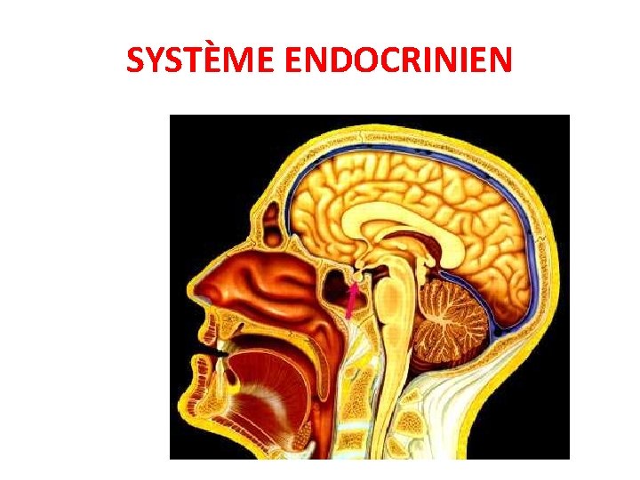 SYSTÈME ENDOCRINIEN 