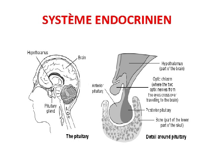 SYSTÈME ENDOCRINIEN 