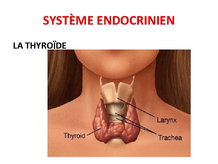 SYSTÈME ENDOCRINIEN LA THYROÏDE 