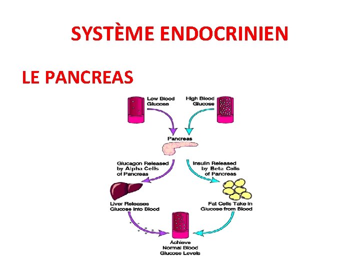 SYSTÈME ENDOCRINIEN LE PANCREAS 