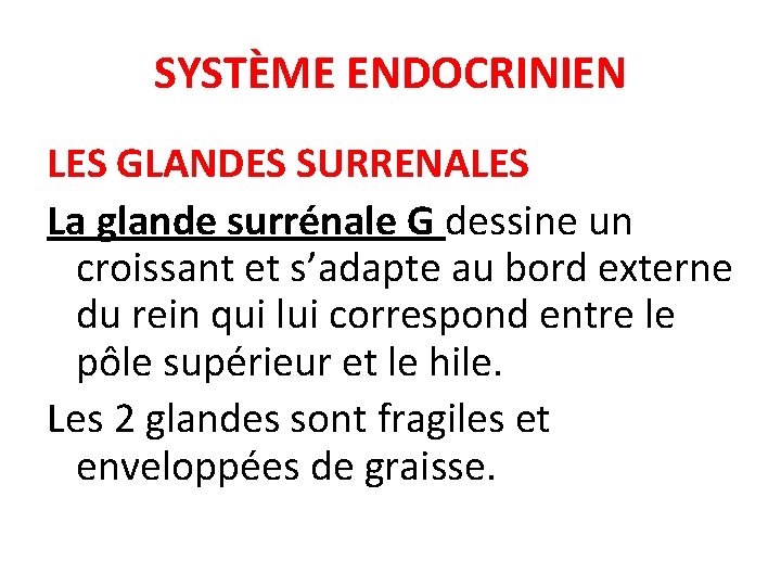 SYSTÈME ENDOCRINIEN LES GLANDES SURRENALES La glande surrénale G dessine un croissant et s’adapte