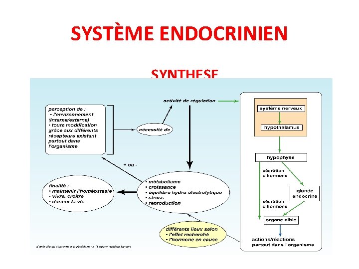 SYSTÈME ENDOCRINIEN SYNTHESE 