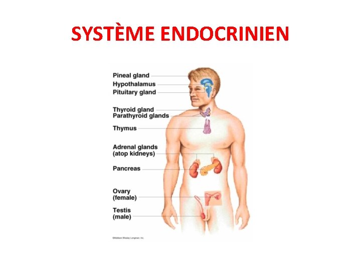 SYSTÈME ENDOCRINIEN 