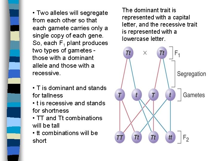  • Two alleles will segregate from each other so that each gamete carries