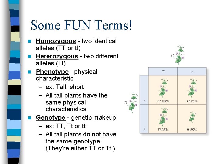 Some FUN Terms! Homozygous - two identical alleles (TT or tt) n Heterozygous -