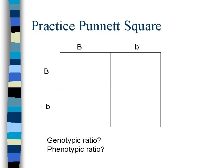 Practice Punnett Square B B b Genotypic ratio? Phenotypic ratio? b 